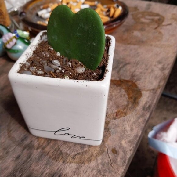 NEW Mini Succulent, Live Succulent Plant, 2-Inches Tall - Picture 9 of 9